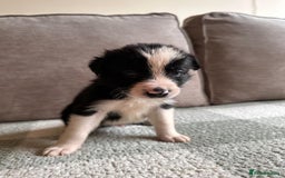 Border Collie dogs for sale: 10 Beautiful Border Collie Puppies - Image 12