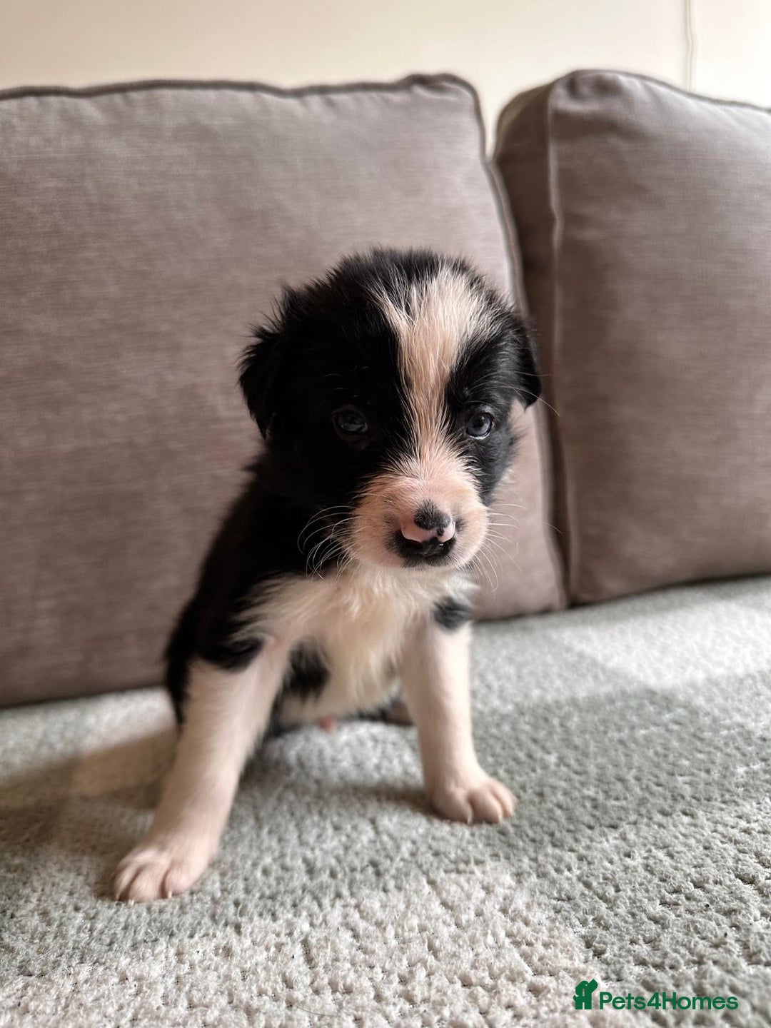 Border Collie dogs for sale: 10 Beautiful Border Collie Puppies - Image 12