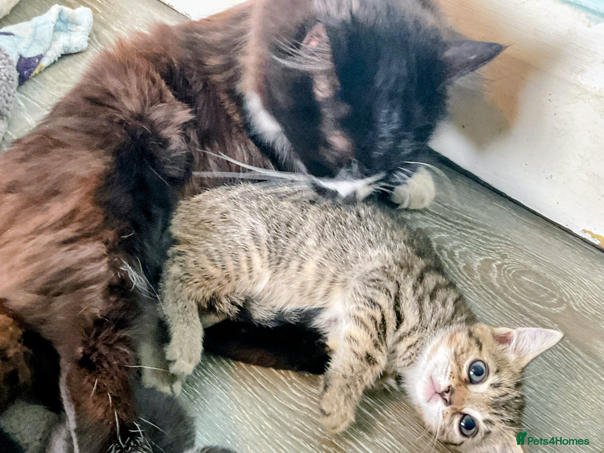 British Shorthair cats for sale: Kittens Ready Now  - Advert 13