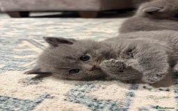 British Shorthair cats for sale: Gorgeous British shorthairs for sale  - Image 4