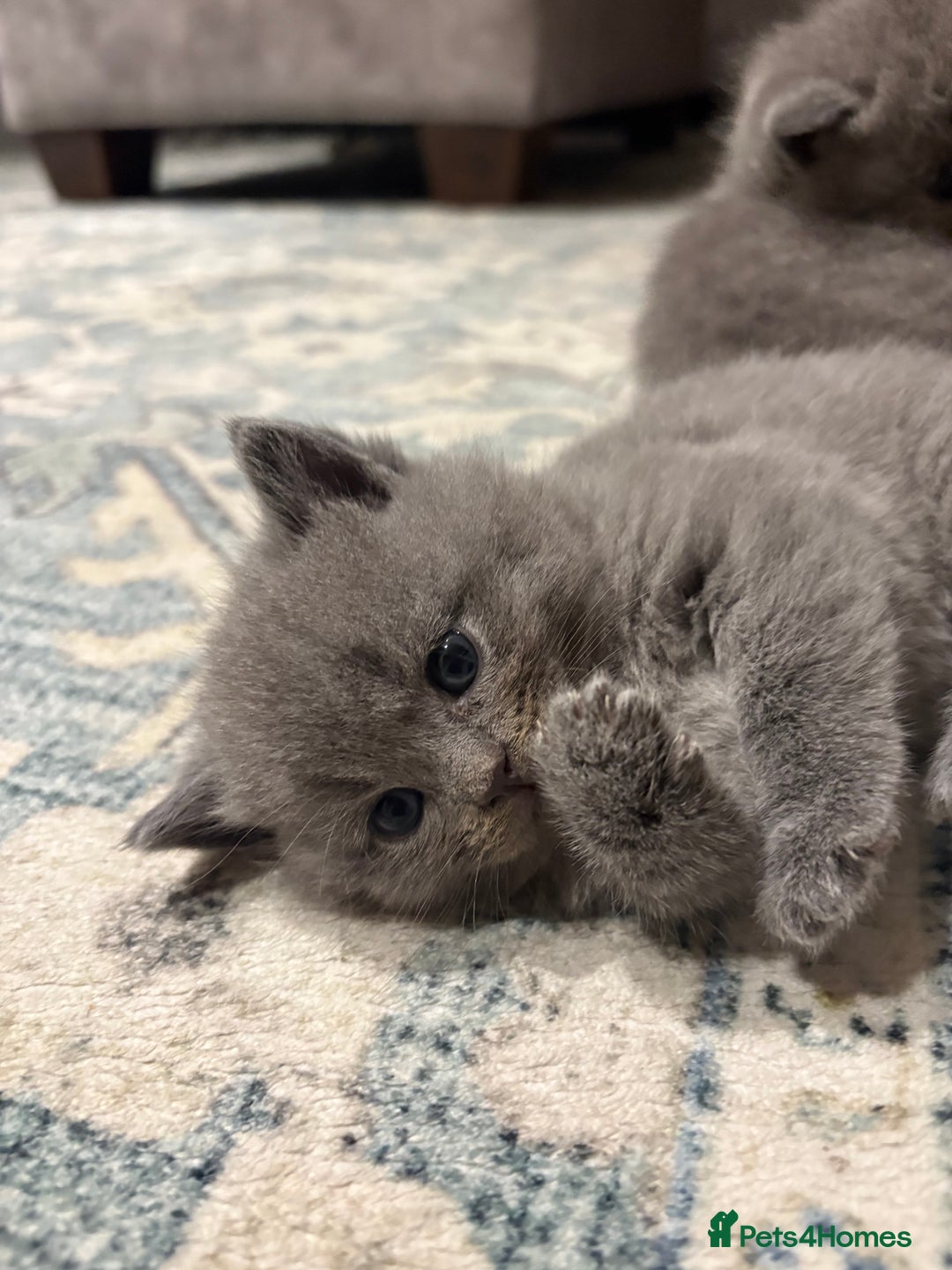 British Shorthair cats for sale: Gorgeous British shorthairs for sale  - Image 4
