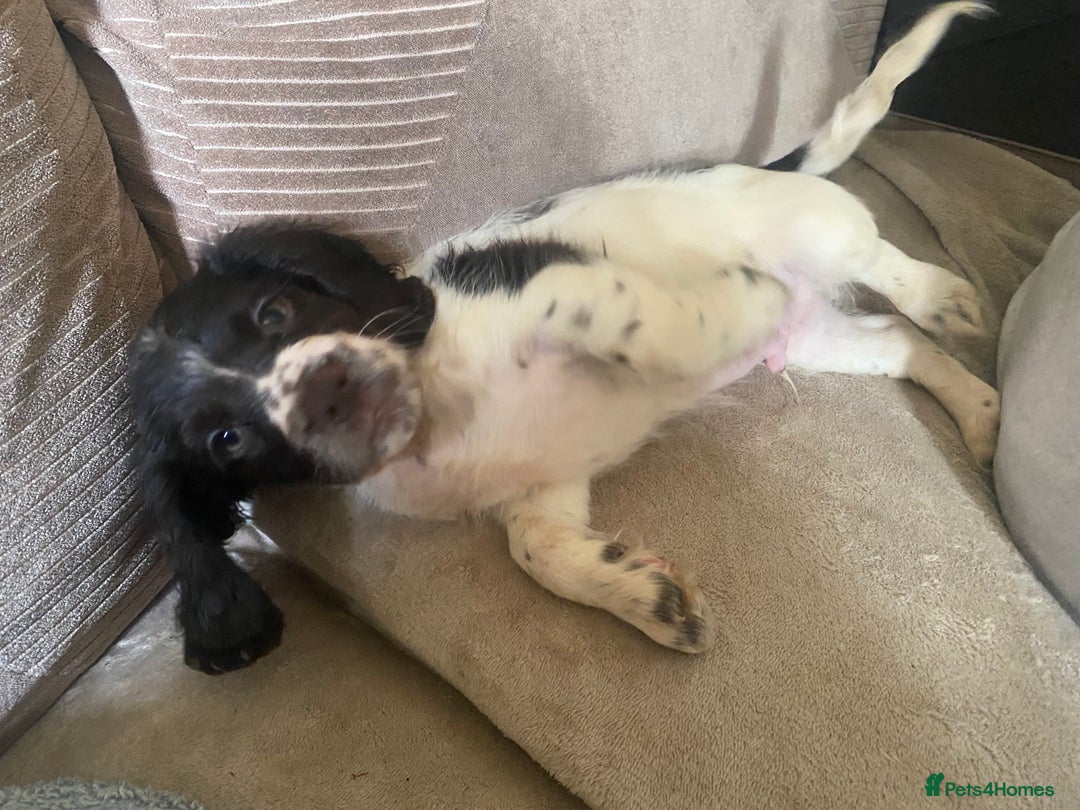 Sprocker dogs for sale: Lovely Sprocker pups - Image 4