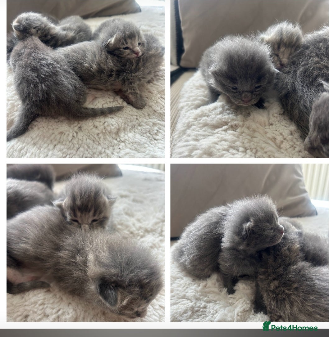 Maine Coon cats Mainecoon kittens grey smoke coats  - Advert 9