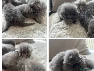 Maine Coon cats Mainecoon kittens grey smoke coats - Advert 9