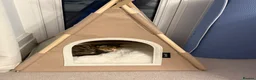 Mixed Breed cats for sale: Female Kitten  in Northampton - Advert 10