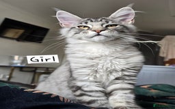 Maine Coon cats for sale: Large pedigree Tica Maine coon kittens READY  - Image 34