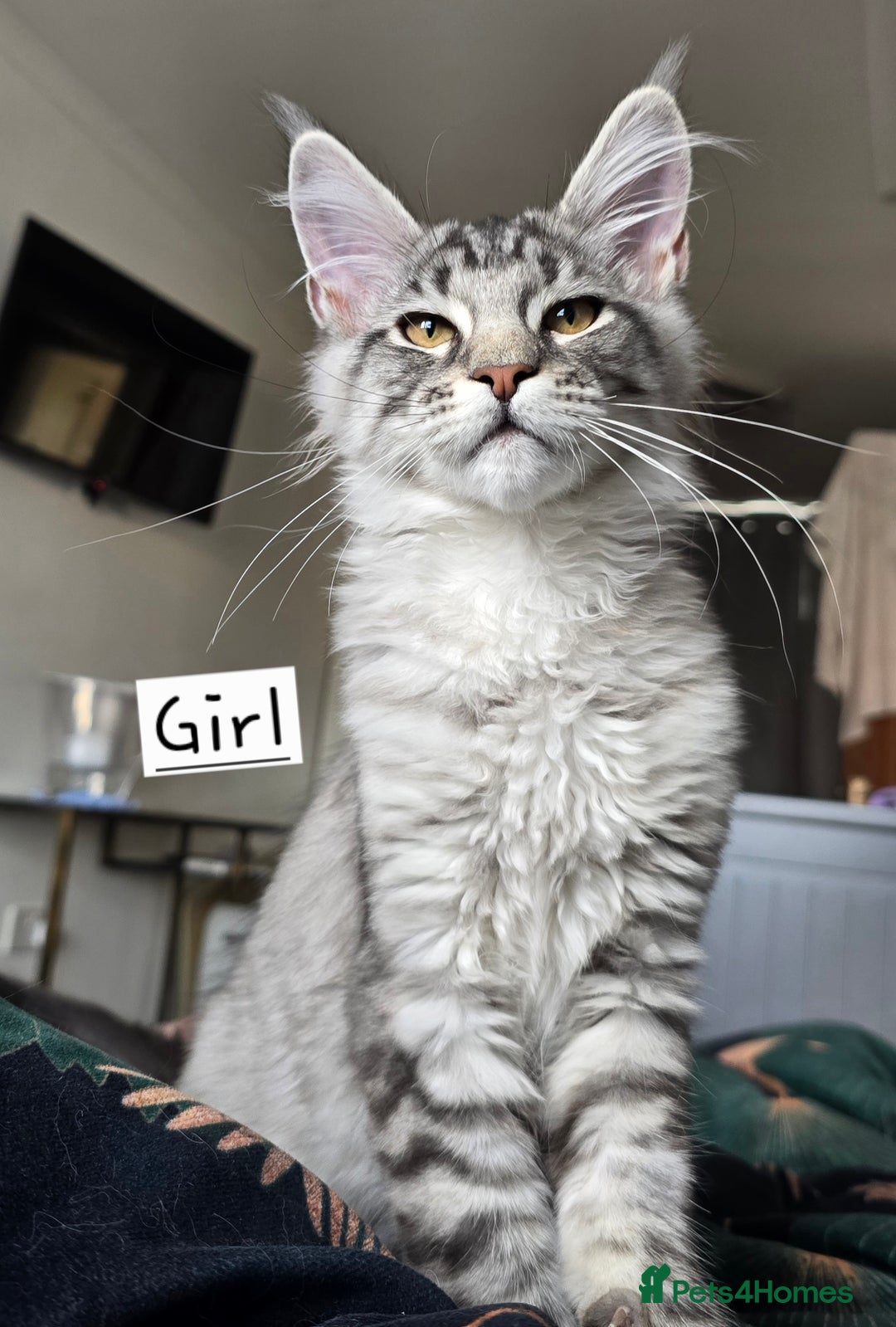 Maine Coon cats for sale: Large pedigree Tica Maine coon kittens READY  - Image 34
