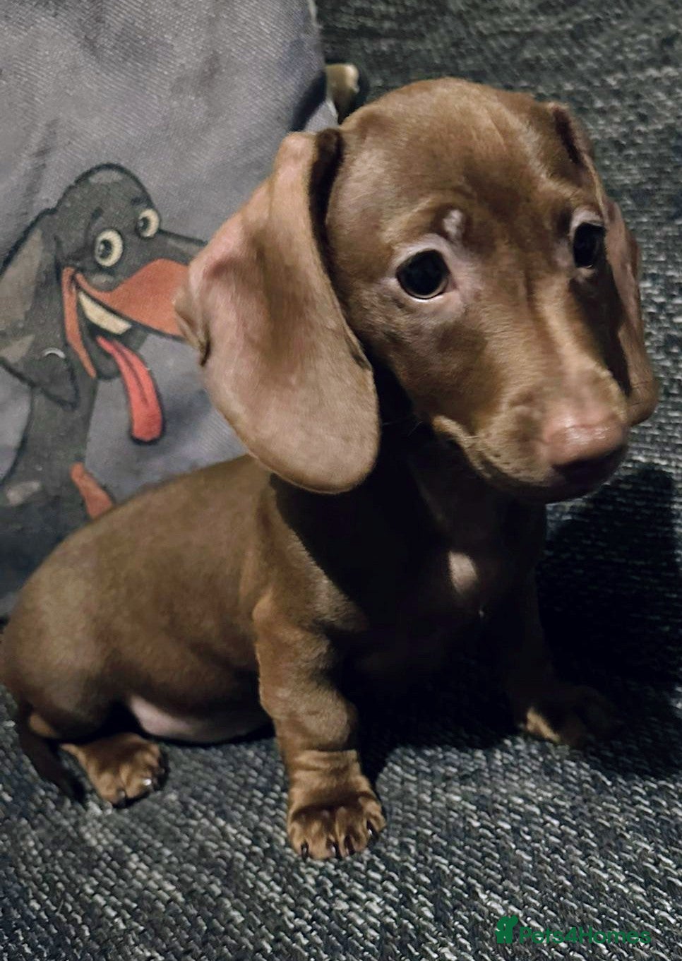 Miniature Dachshund dogs KC registered  PRA clear girls READY TO LEAVE  - Advert 4