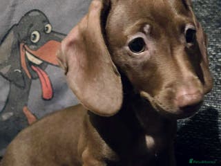 Miniature Dachshund dogs KC registered PRA clear girls READY TO LEAVE - Advert 4