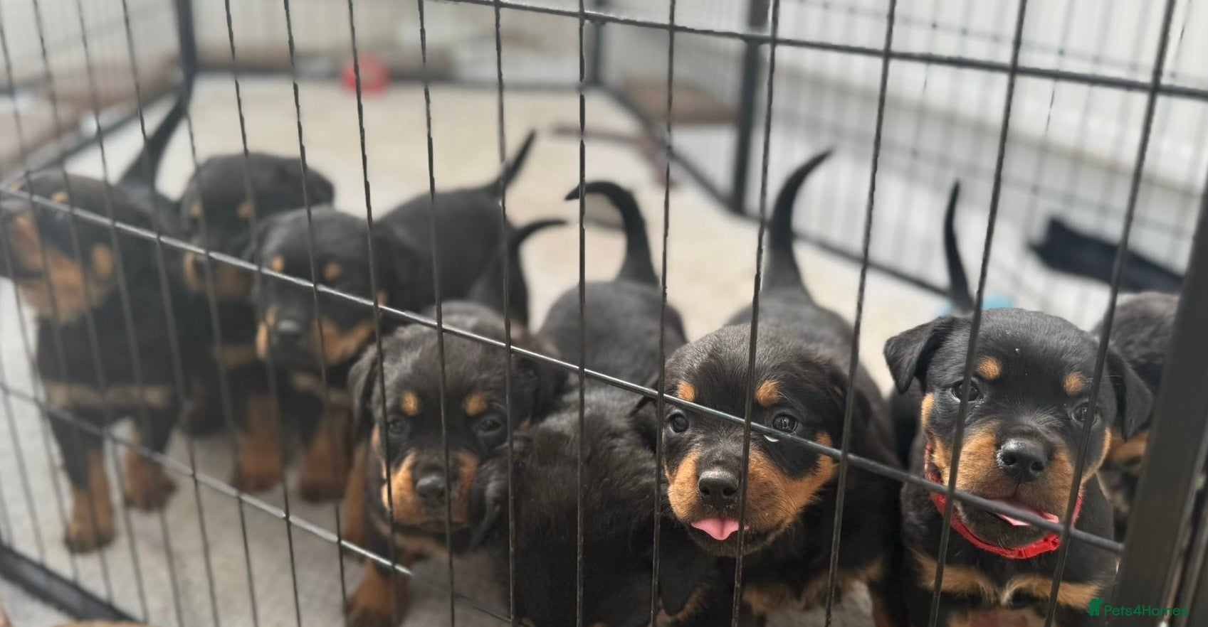 Rottweiler dogs 2 Males and 1 Female available!  - Advert 2