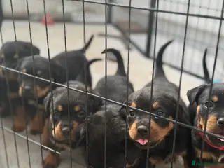 Rottweiler dogs 2 Males and 1 Female available! - Advert 5