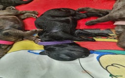 Cockapoo dogs for sale: ADORABLE F2B COCKAPOO PUPPIES 🐶 😍  - Image 6