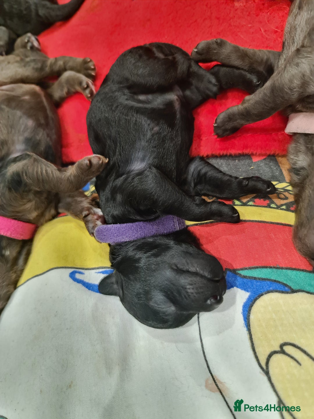 Cockapoo dogs for sale: ADORABLE F2B COCKAPOO PUPPIES 🐶 😍  - Image 6