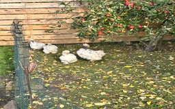 Chickens poultry for sale: Silkie Chickens - Image 2