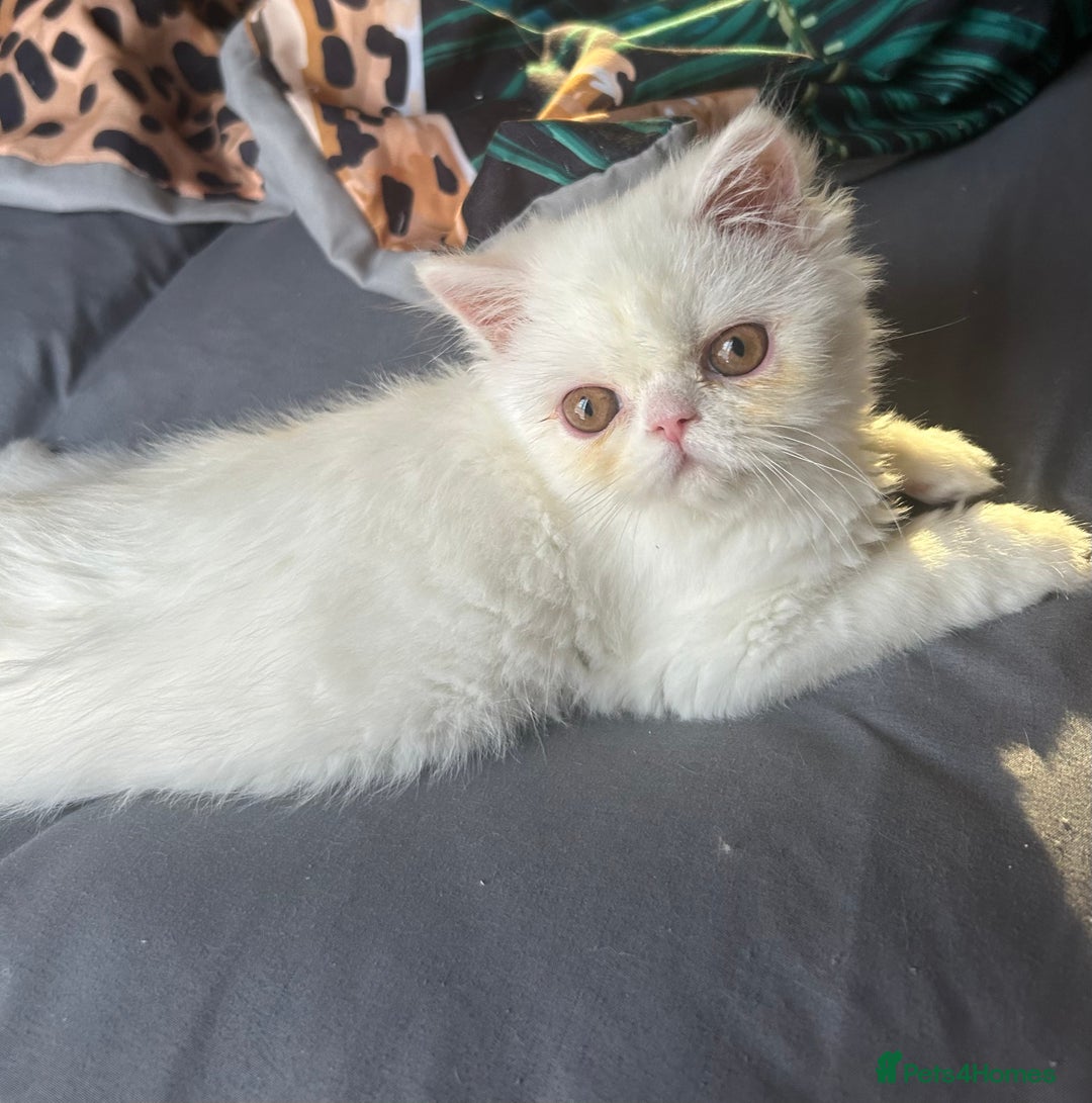 Persian cats for sale: Beautiful Persian kittens - Advert 13
