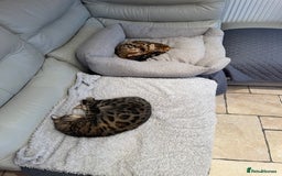 Bengal cats for sale: 2 adult bengals - Image 2