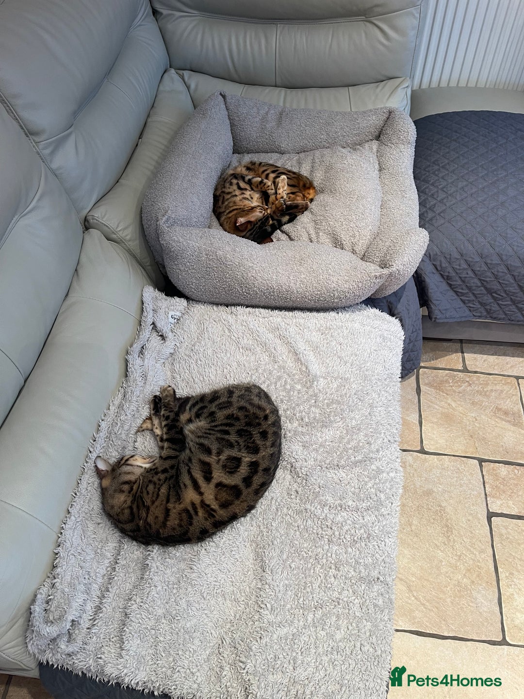 Bengal cats for sale: 2 adult bengals - Image 2