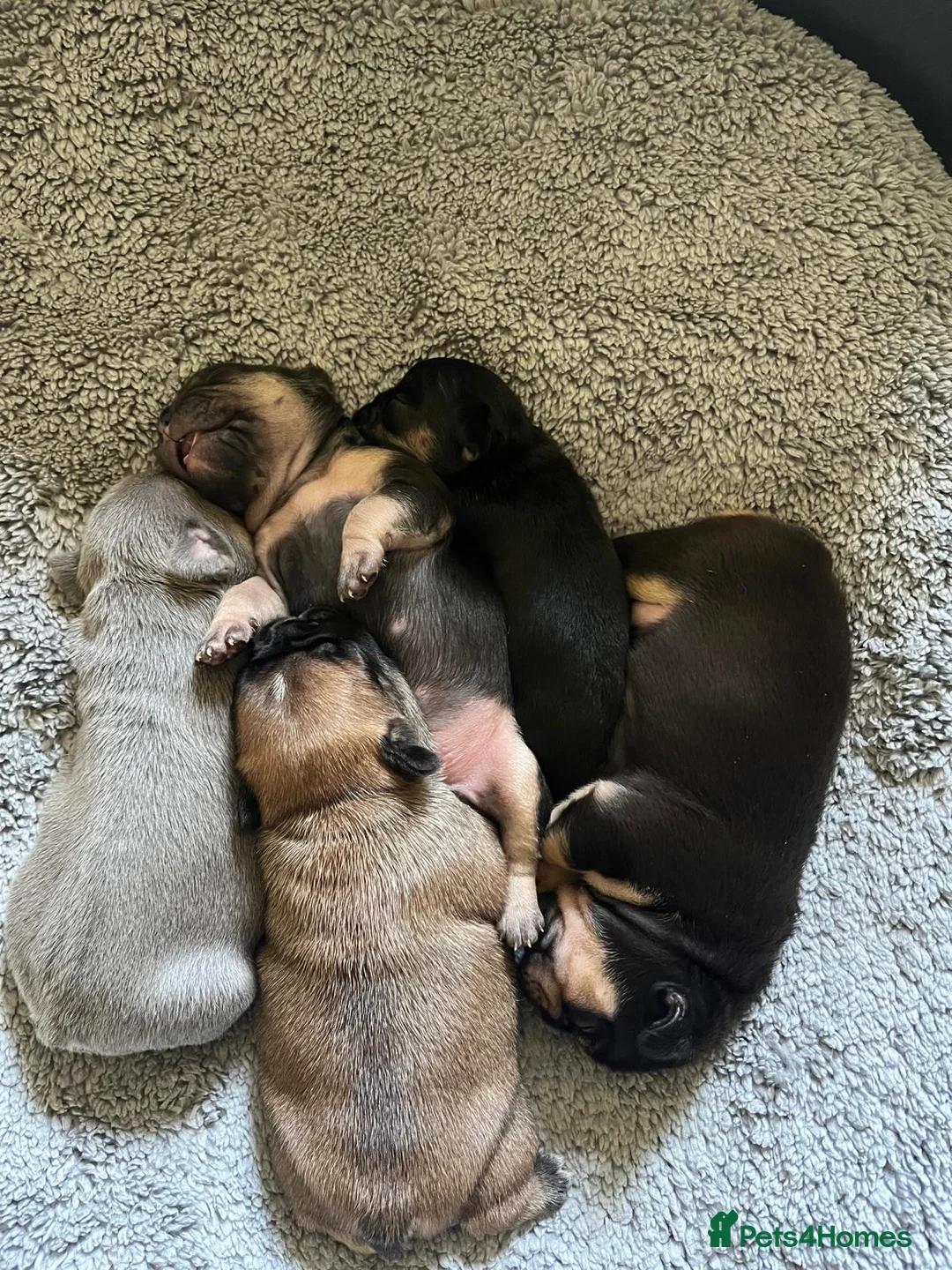 French Bulldog dogs for stud: 🔥 PLATINUM LILAC & TAN FLUFFY - WELL PROVEN- KC   in Blackpool - Advert 34