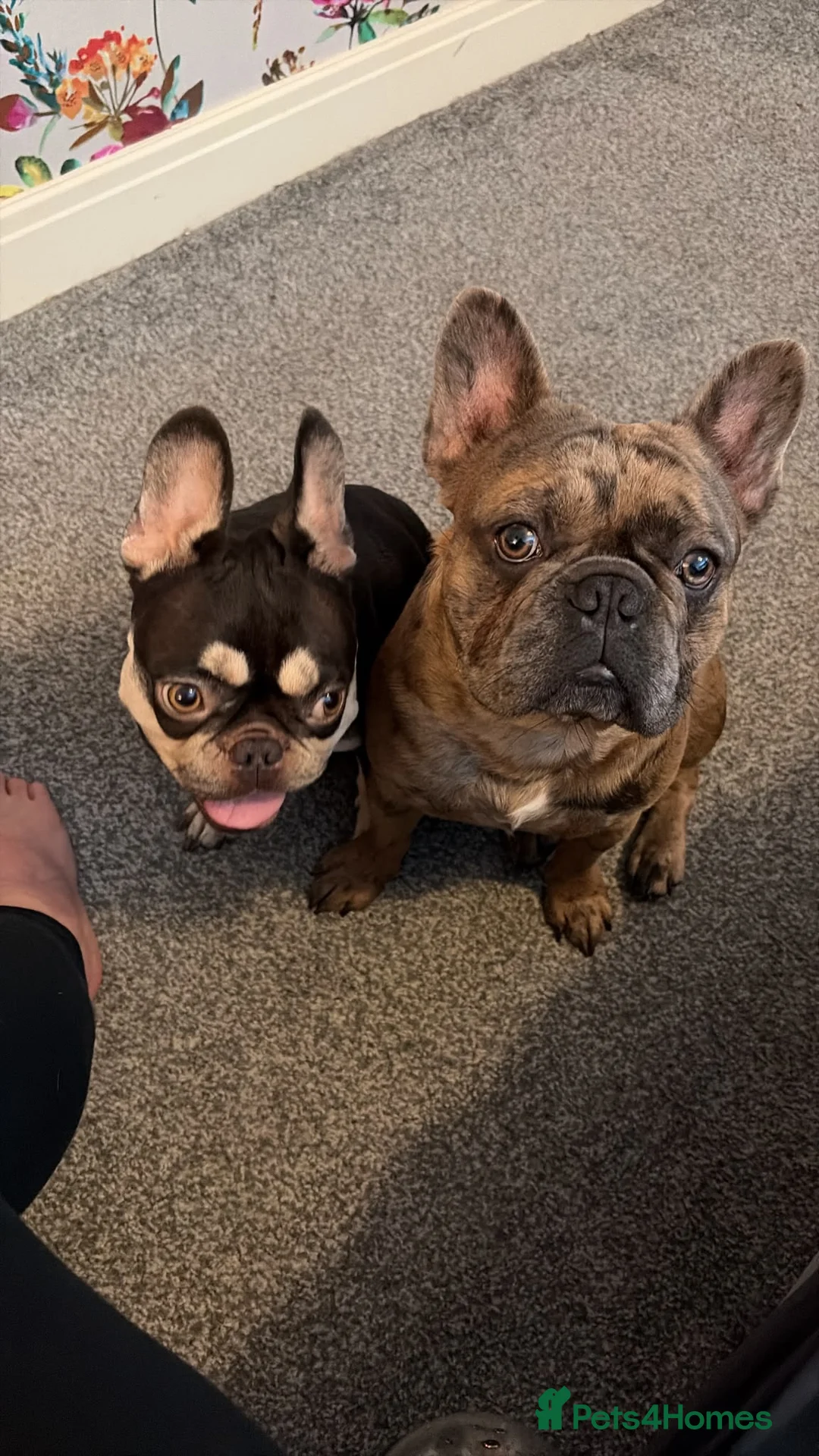 French Bulldog dogs for sale: french bulldog puppies  in Preston - Advert 2