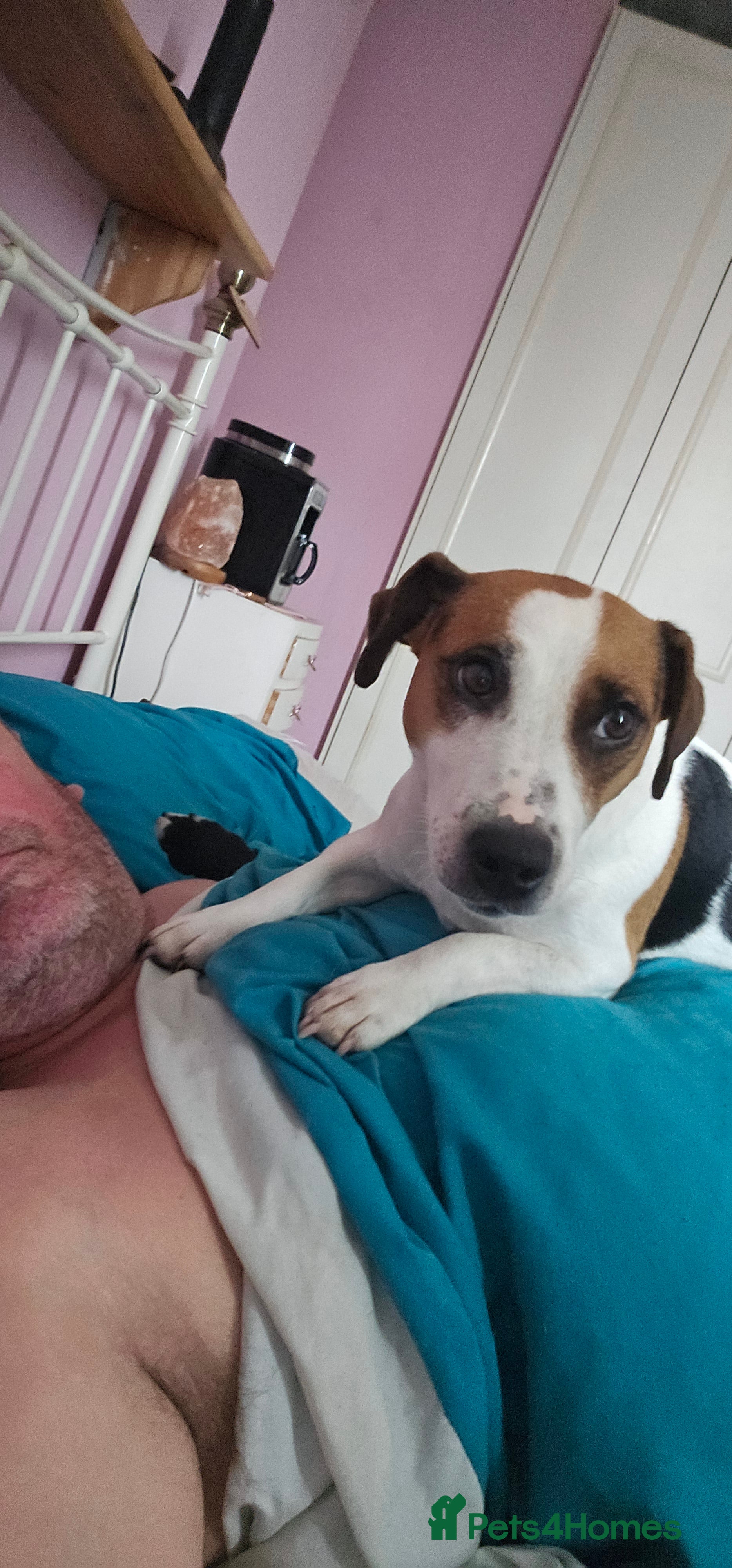 Patterjack dogs Patterjacks  - Advert 6