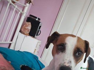 Patterjack dogs Patterjacks - Advert 6