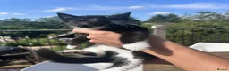 Mixed Breed cats for sale: Cuddly Tuxedo Kittens  - Advert 7
