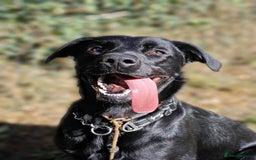 Labrador Retriever dogs for adoption: Ben   - Image 1