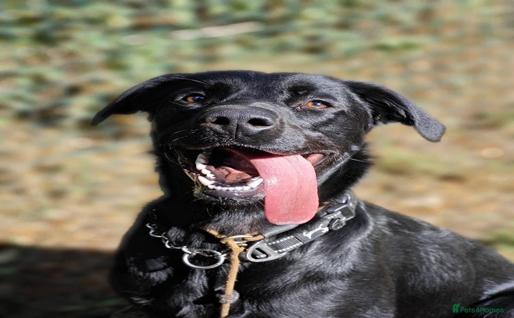 Labrador Retriever dogs - Advert 1