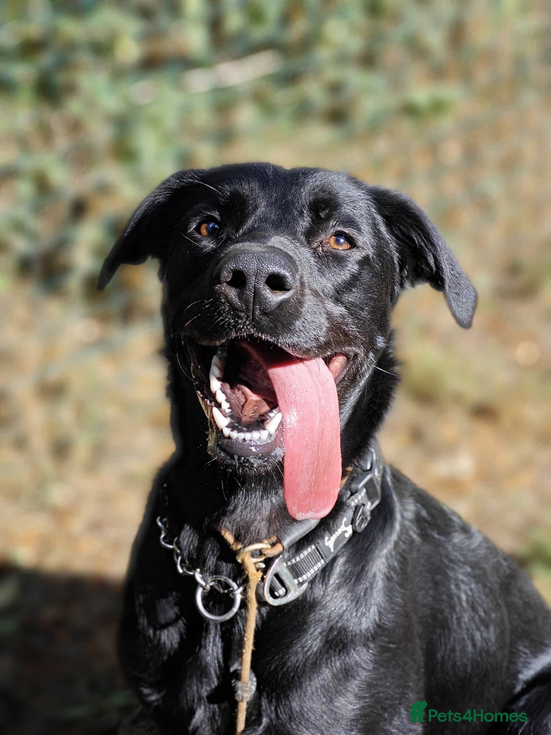 Labrador Retriever dogs for adoption: Ben   - Image 1