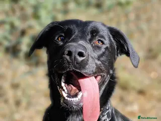 Labrador Retriever dogs Ben - Advert 1