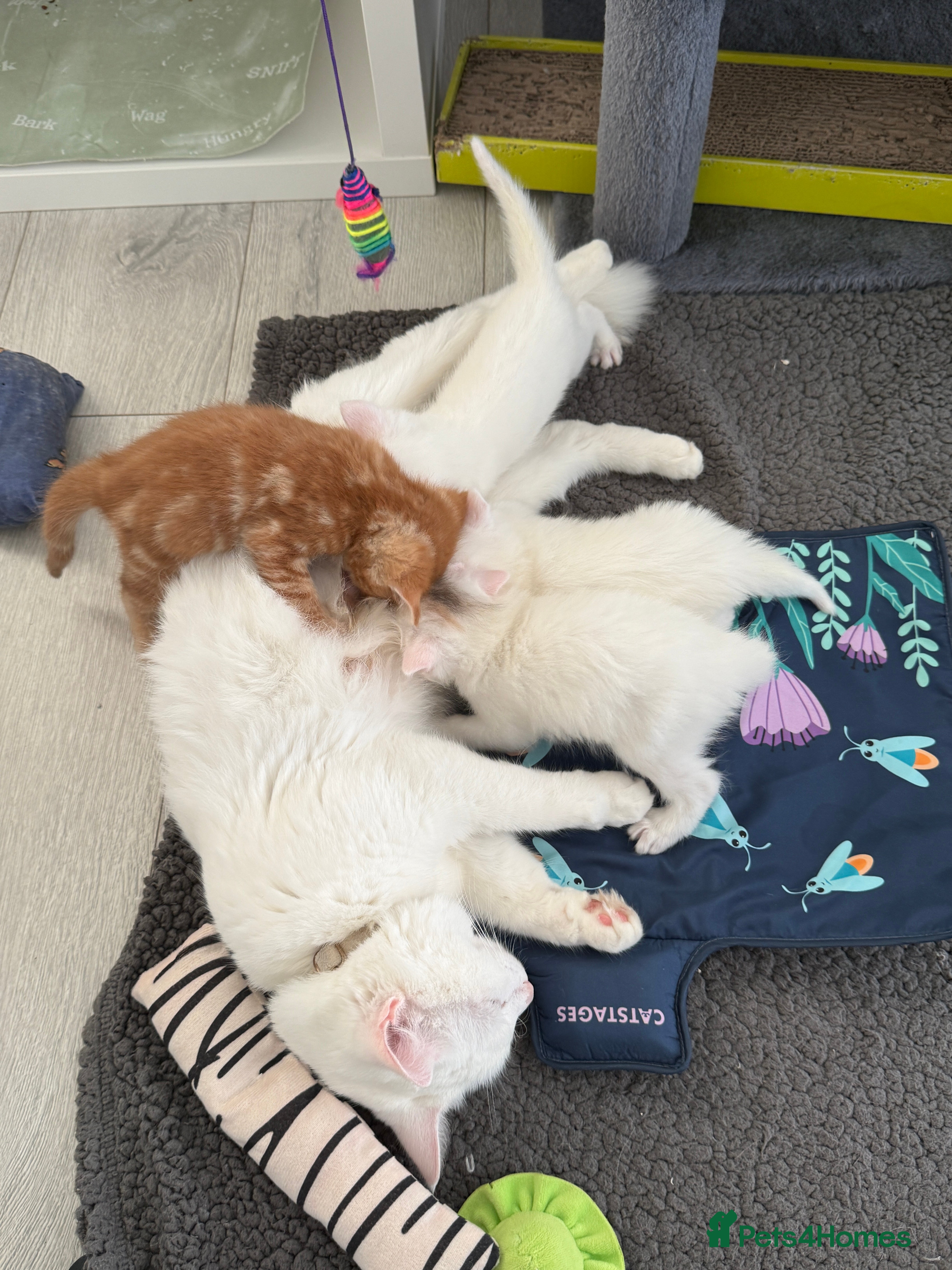 Turkish Angora cats Cute Turkish Angora x British Shorthair Kittens - Advert 18