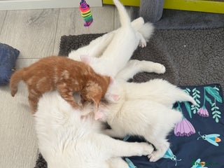 Turkish Angora cats Cute Turkish Angora x British Shorthair Kittens - Advert 1