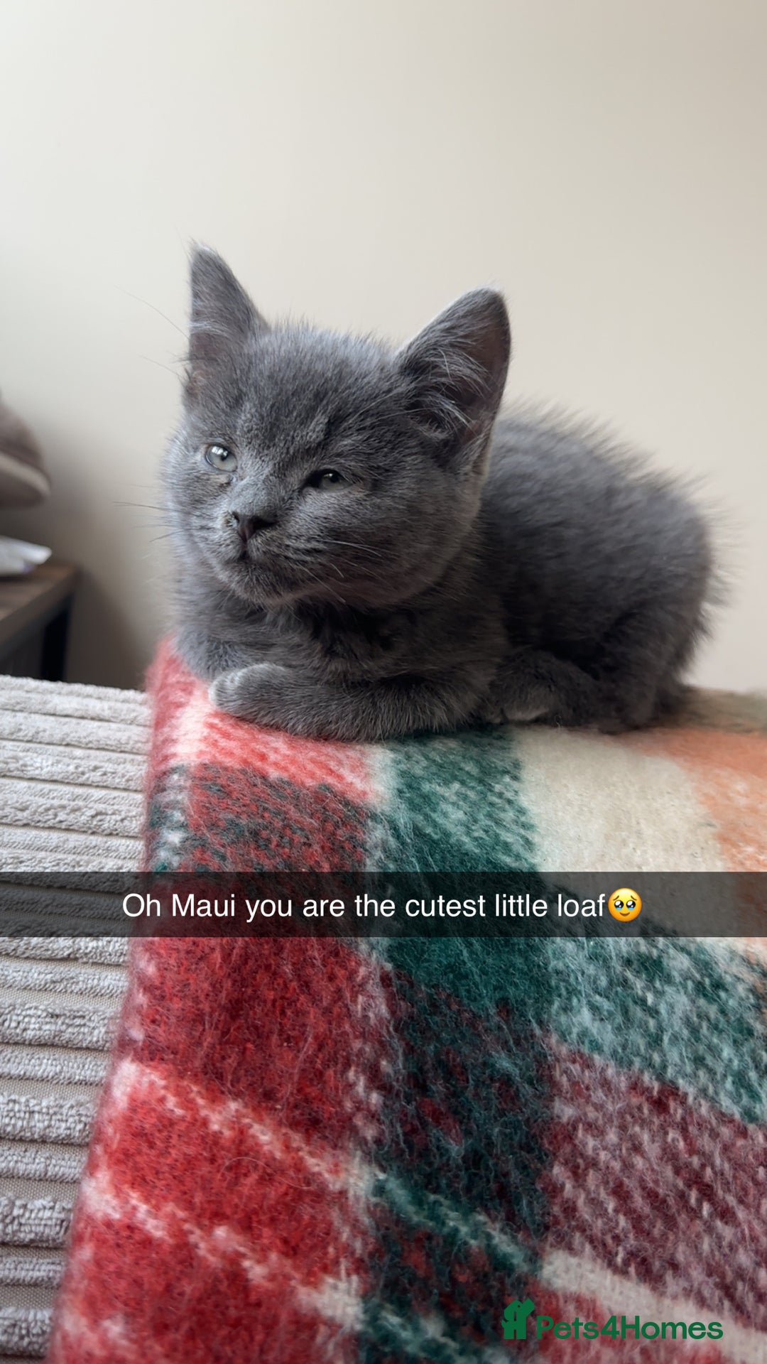 Ragdoll cats for sale: Brothers to go together  - Advert 5