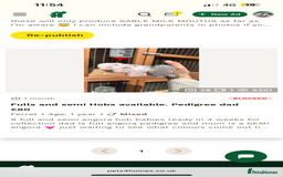 Ferret rodents for sale: For anyone wondering,adverthasbeenputonholddueto - Image 1