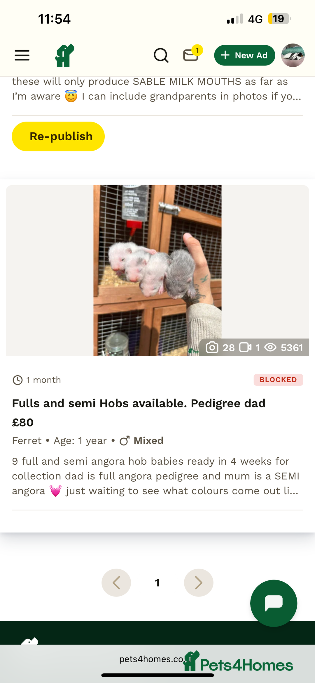 Ferret rodents for sale: For anyone wondering,adverthasbeenputonholddueto - Image 1
