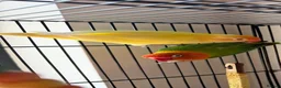 Lovebirds birds for sale:     Male Lovebird Looking for Home in Sunbury-on-Thames - Advert 3