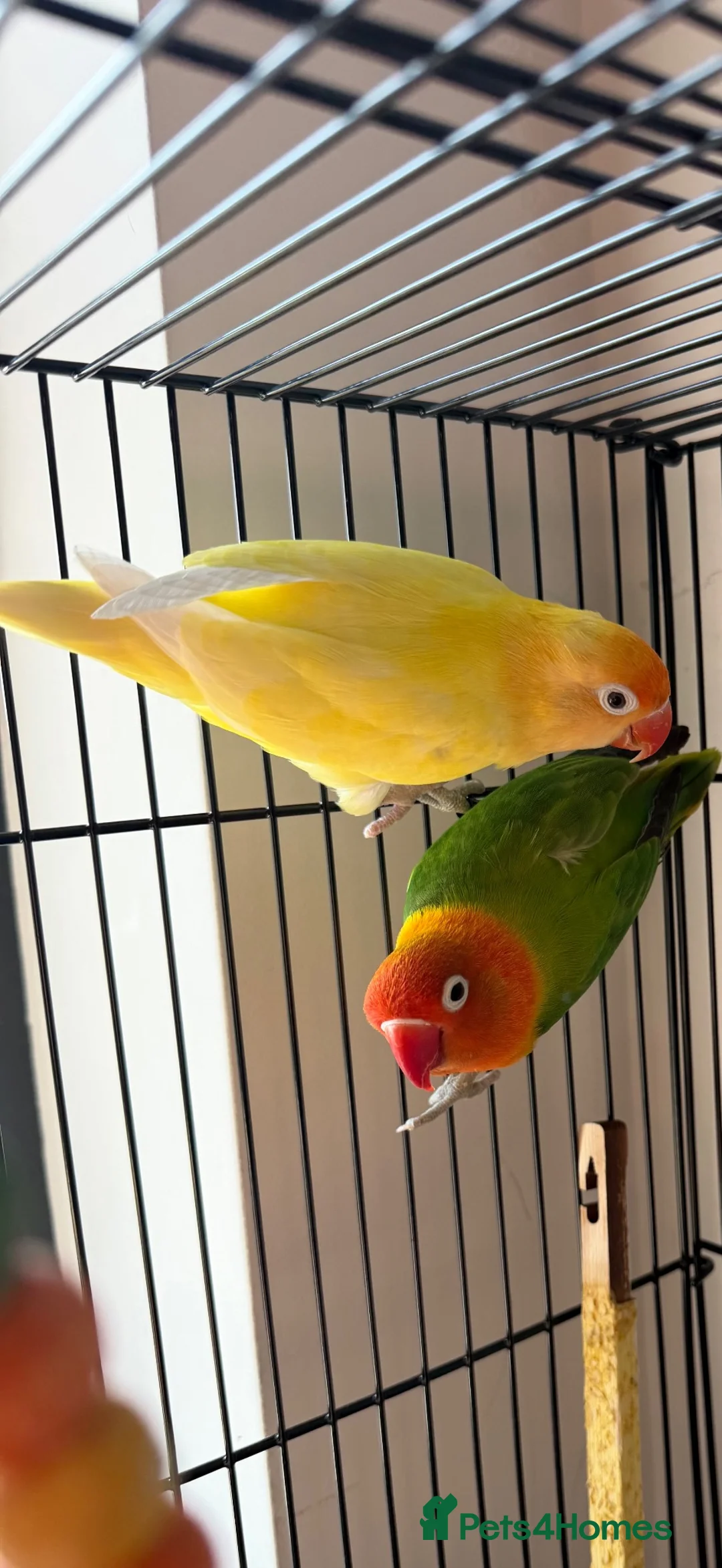 Lovebirds birds for sale:     Male Lovebird Looking for Home in Sunbury-on-Thames - Advert 3