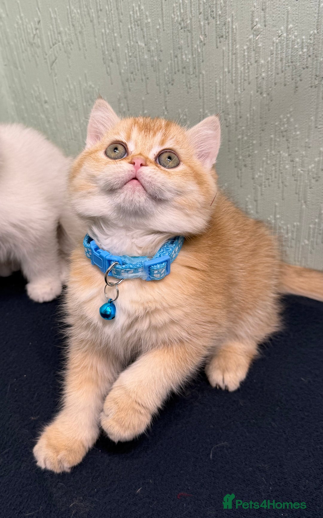 British Shorthair cats for sale: British Sh kittens golden GCCF registered  - Advert 1