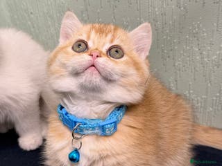 British Shorthair cats British Sh kittens golden GCCF registered - Advert 1
