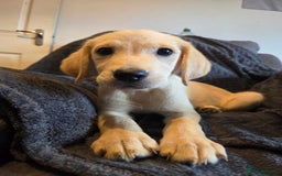 Goldador dogs for sale: *Ready Now 2 left!*Kitanas puppies  - Image 3