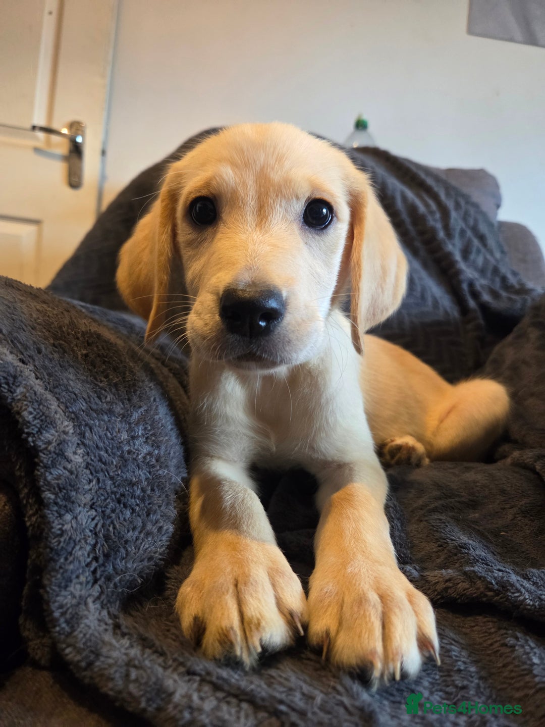 Goldador dogs for sale: *Ready Now 2 left!*Kitanas puppies  - Image 3