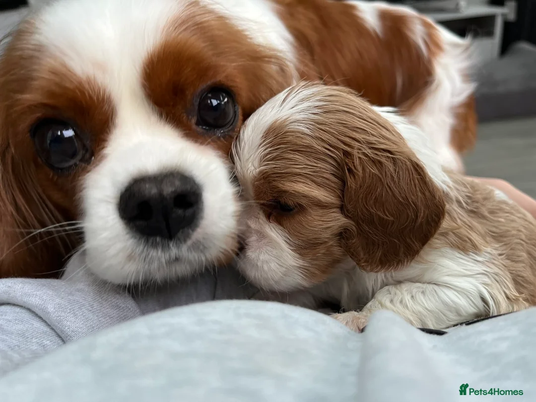 Cavalier King Charles Spaniel dogs for sale: Quality blenheim cavalier king charles puppies - Advert 2