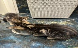 Mixed Breed cats for sale: Adorable Mixed Breed Kitten for Sale! - Image 13