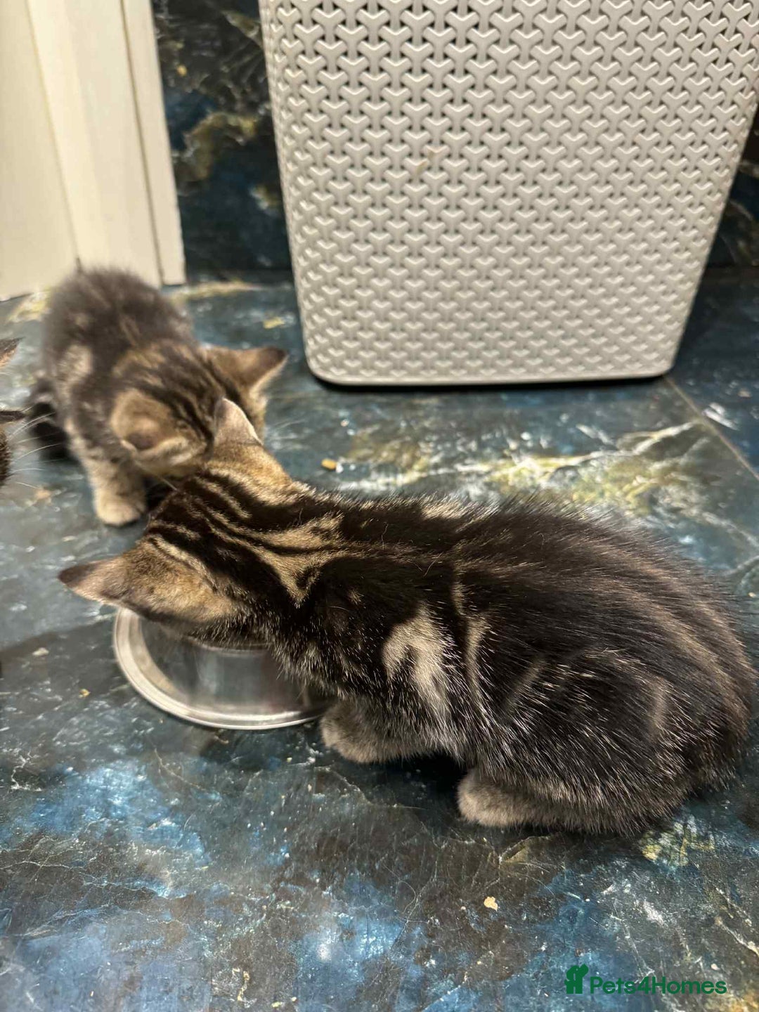 Mixed Breed cats for sale: Adorable Mixed Breed Kitten for Sale! - Image 13