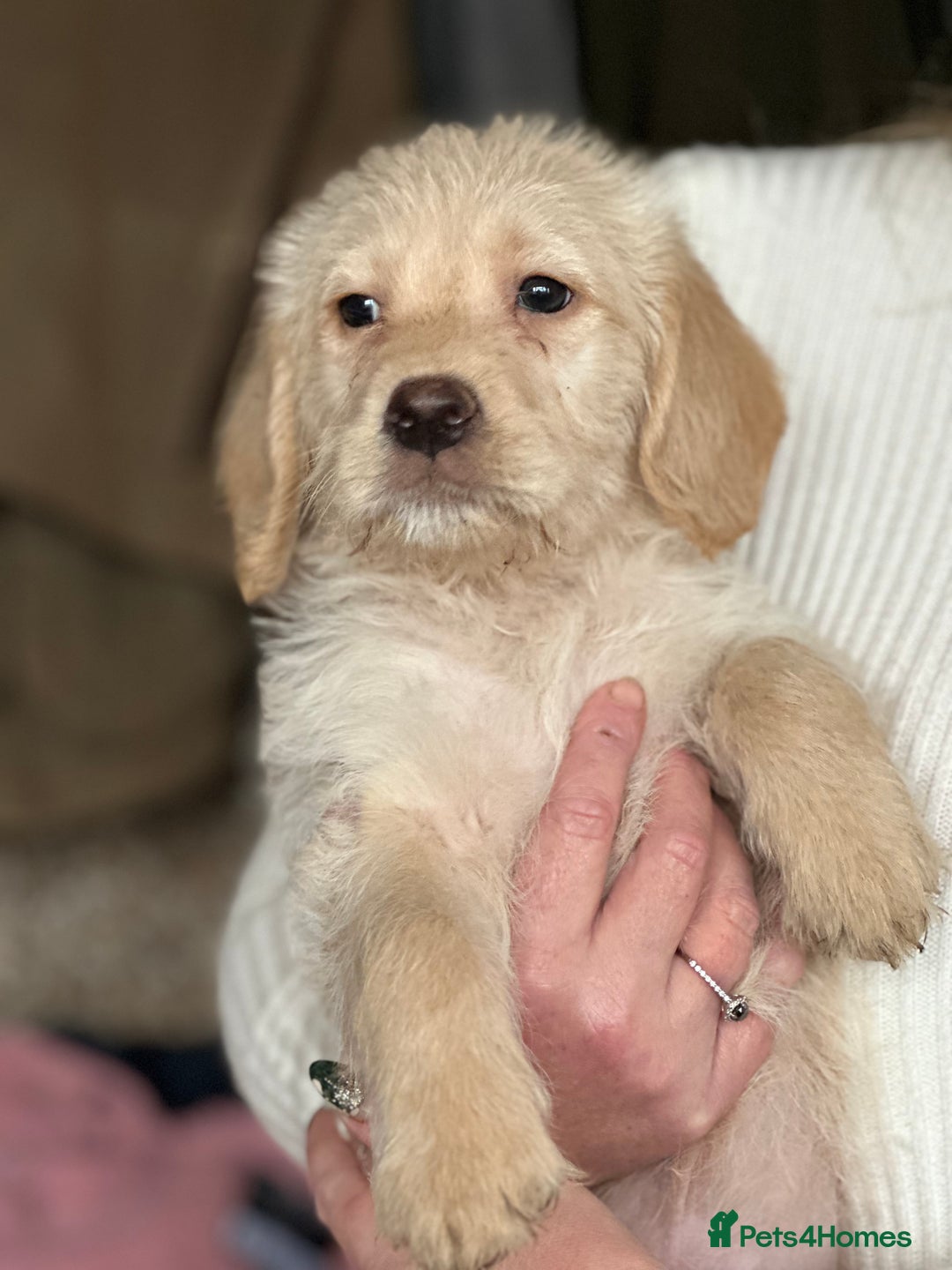 Labrador Retriever dogs for sale: 6 gorgeous Labrador puppies  - Advert 6