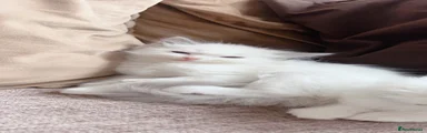Ragdoll 2