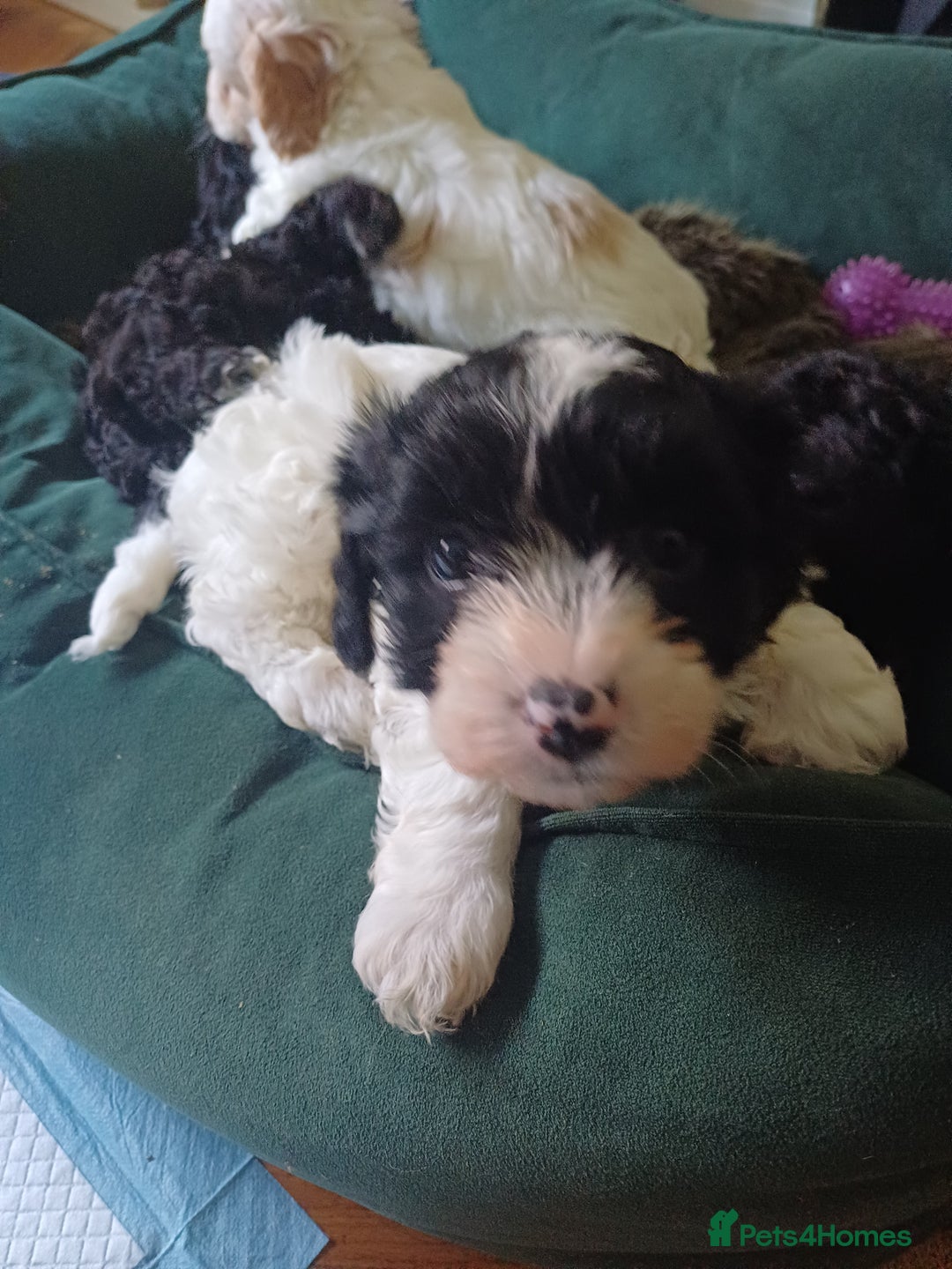 Mixed Breed dogs for sale: Cavapoo puppies available before  **   - Advert 16