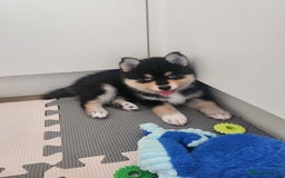 Pomsky dogs for sale: Heavenly Pomskies Puppies  - Image 27