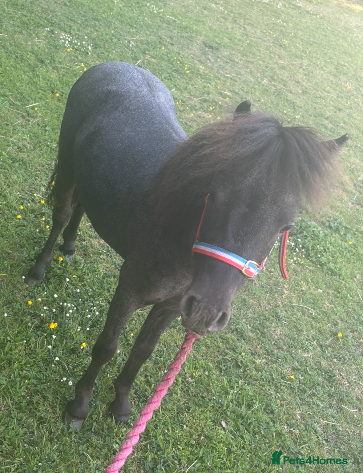 Shetland pony horses Marler (yes after Joe Marler )  - Advert 11