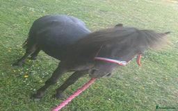 Shetland pony horses for sale: Marler (yes after Joe Marler )  - Advert 1